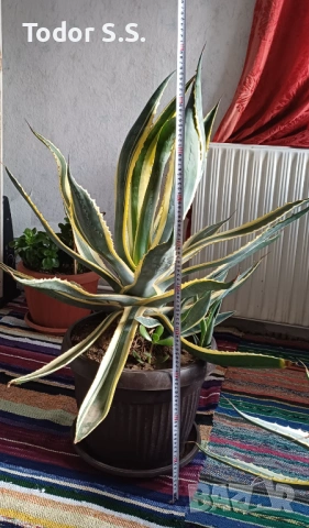 Агаве на 7 години, снимка 4 - Градински цветя и растения - 53850839