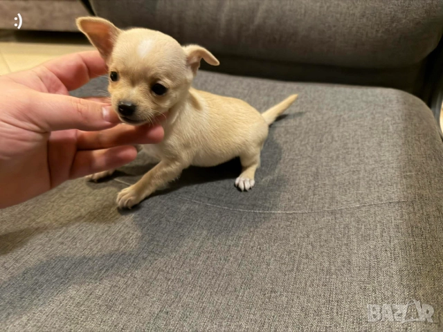 Чихупинчер  Актулано от 5.12.2025, снимка 2 - Пинчер - 52501883
