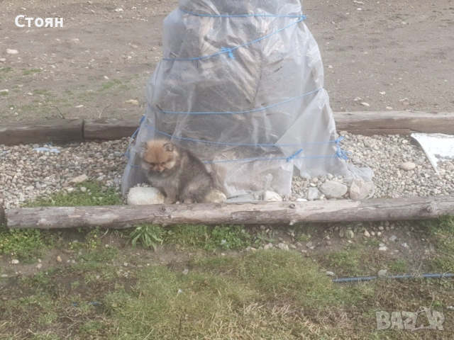  Померан, снимка 4 - Други - 51883716