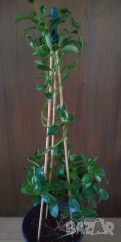 Дипладения Мандевила , снимка 4 - Градински цветя и растения - 53617184