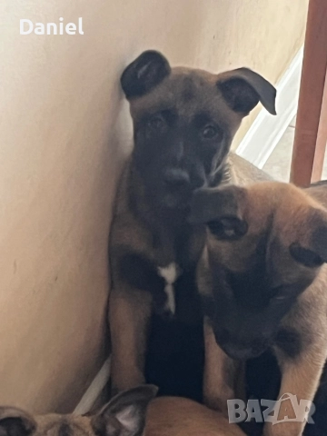 Белгийска овчарка-Малиноа , снимка 11 - Белгийска овчарка - 52623774