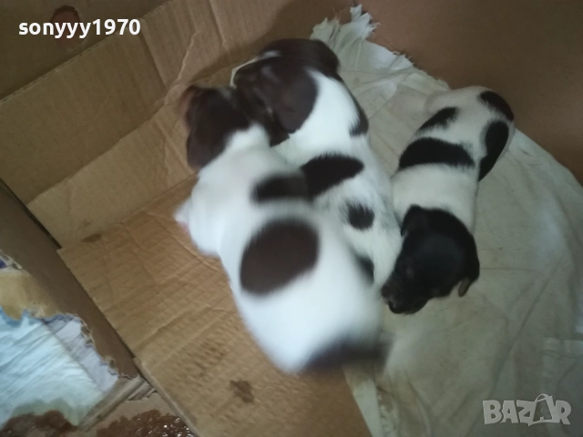 ПРОДАВАМЕ КУТРЕТА-ДЖАК РЪСЕЛ 250ЛВ ЗА 1БР 0309250738, снимка 12 - Джак ръсел териер - 51587007