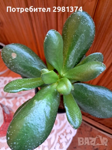 Дърво на живота и късмета, снимка 3 - Стайни растения - 53340812