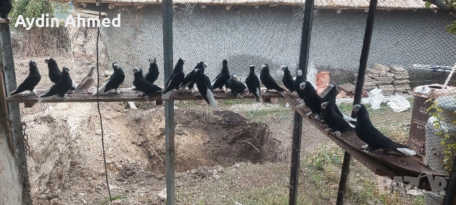 Гълабите са работещи, снимка 3 - Гълъби - 52851709