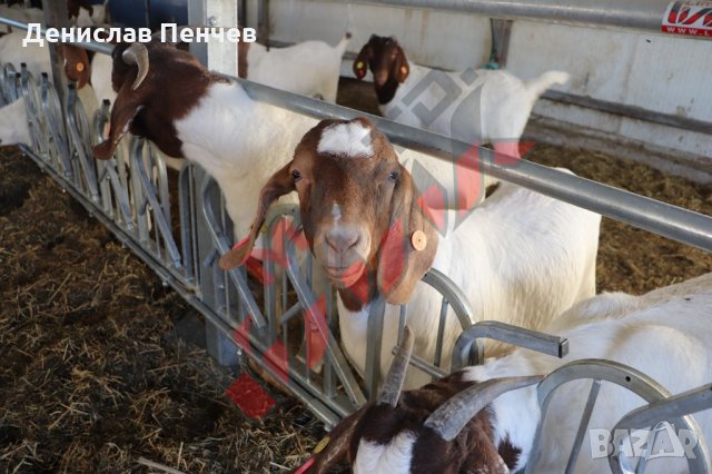 Хранителни решетки със заключващ механизъм за овце и кози, снимка 11 - За селскостопански - 34655140