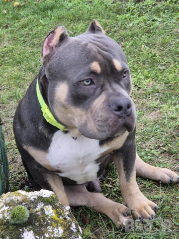 Американско Були (Лео), снимка 2 - Други - 52643138