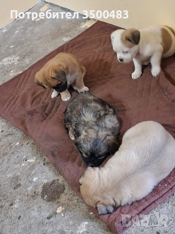 4 момичета и 1 момче Пекинези, снимка 4 - Пекинез - 52584455