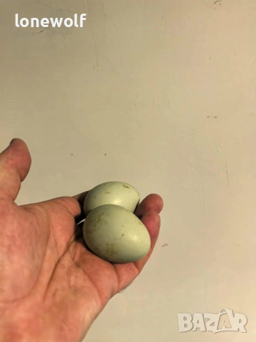 Яйца за люпене от араукана