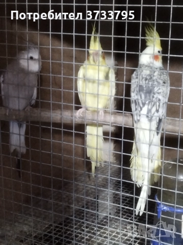 Корели , снимка 5 - Папагали - 51864905