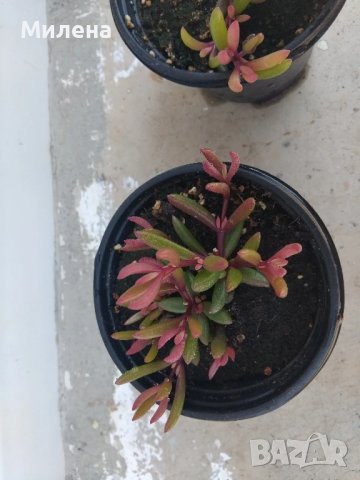 Червена делосперма - Delosperma Red, снимка 1