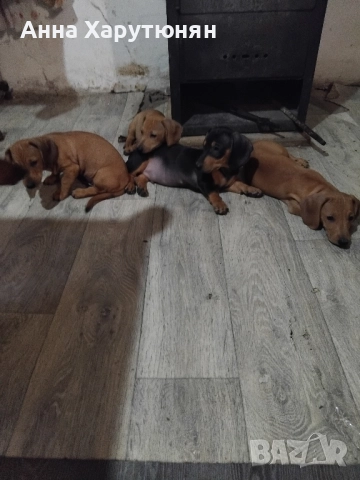 продавам четири дакелчета, снимка 5 - Дакели - 52100104