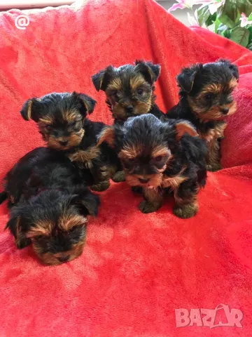 Йорки йоркширски териер Гр. София, снимка 8 - Йоркширски териер - 48058005