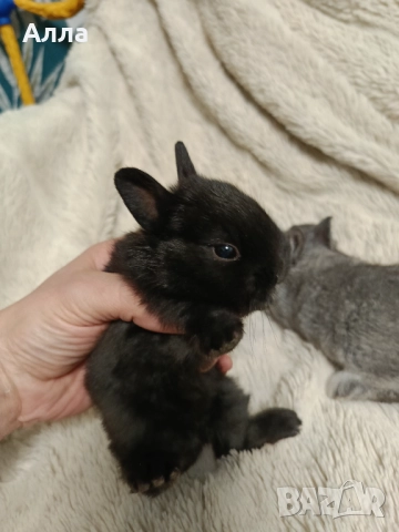 Холандско джуджета , снимка 7 - Декоративни зайчета - 52554621