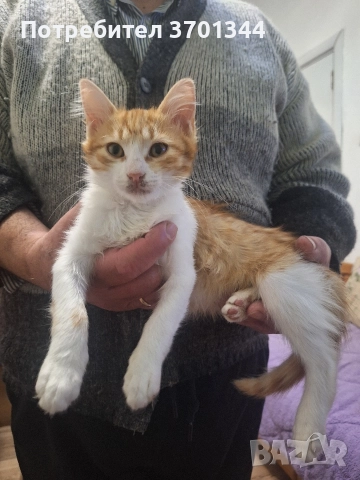 Подарявам котенце