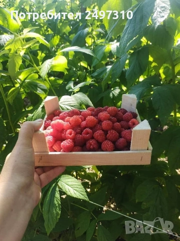 Продавам разсад малини , снимка 2 - Разсади - 53530038