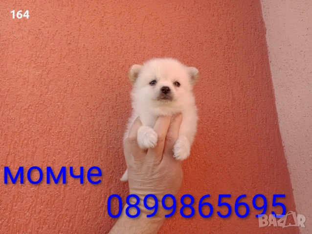 Мини Шпиц - Померан. Мъжки и женски кученца. Снимки от 08.03.26 г. , снимка 5 - Померан - 53761327