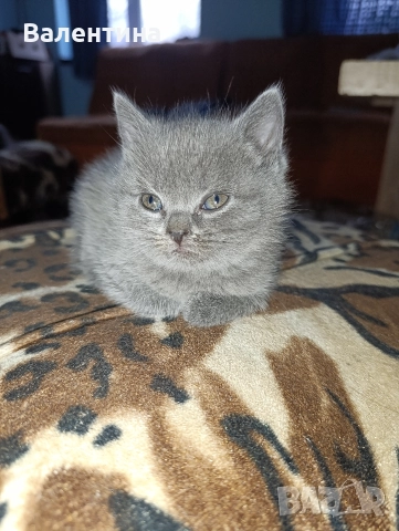 Британска късокосместа, снимка 6 - Британска късокосместа - 52705749