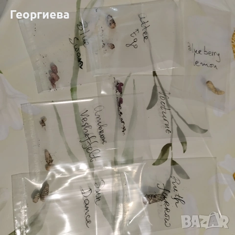 ахименес ризоми комплект , снимка 8 - Стайни растения - 53292597