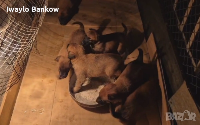 Кученца белгийски овчарки малиноа