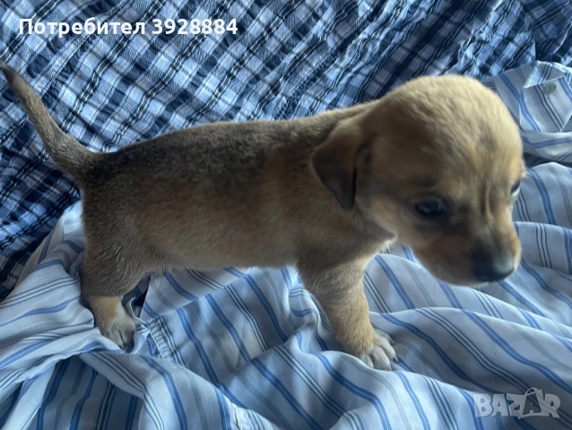 Подарявам кученца, снимка 9 - Други - 52871505