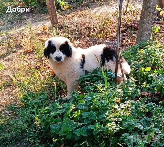 Малки Каракачански кученца, снимка 6 - Каракачанска овчарка - 55874249