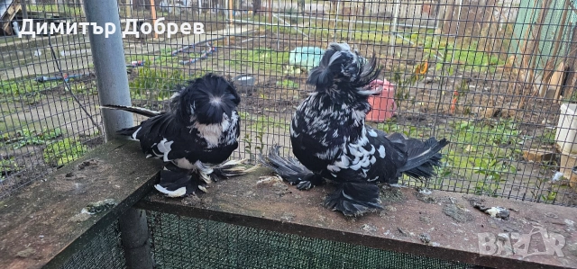 Тигрови бухари , снимка 2 - Гълъби - 53235304