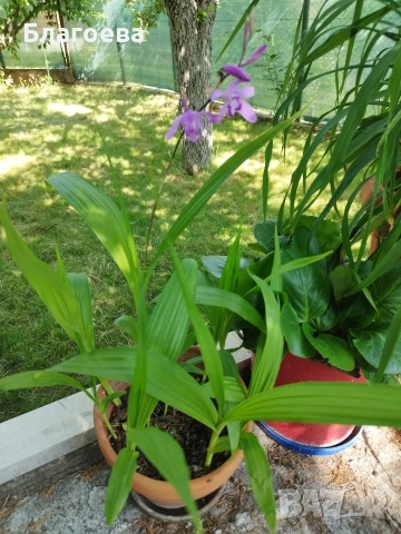 Блетила/Земна орхидея, снимка 3 - Сортови семена и луковици - 53702101