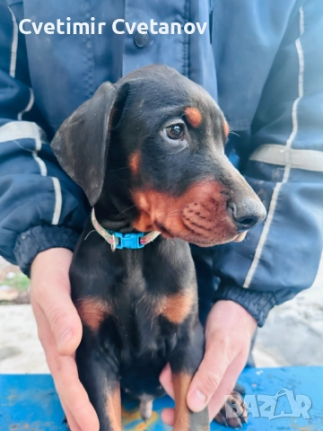 Доберманчета с родословни родители, снимка 2 - Доберман - 52974860