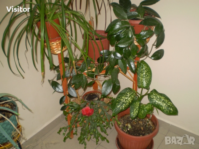 фотоапарат Olympus FE-210    7.1 МРх, снимка 18 - Фотоапарати - 52676544