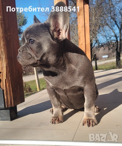 Елитни френски булдоци  , снимка 13 - Френски булдог - 43655613