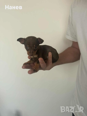 Малки Пинчери, снимка 3 - Пинчер - 53002509