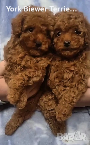 Той Пудел! Игриви момичета за семейство с деца! Доставка 