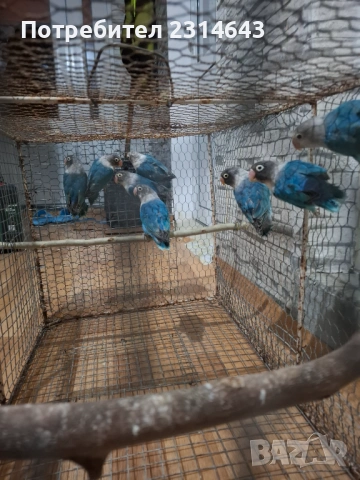 Неразделки 