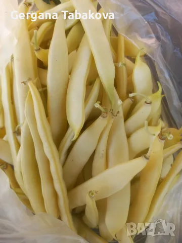 жълт фасул сорт Капитано , снимка 3 - Домашни продукти - 56297339