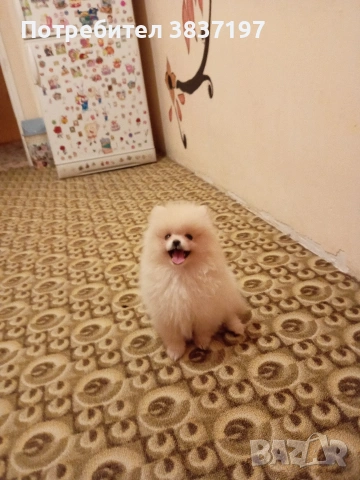 3 ваксини+ бяс чип и паспорт , снимка 6 - Померан - 53470509
