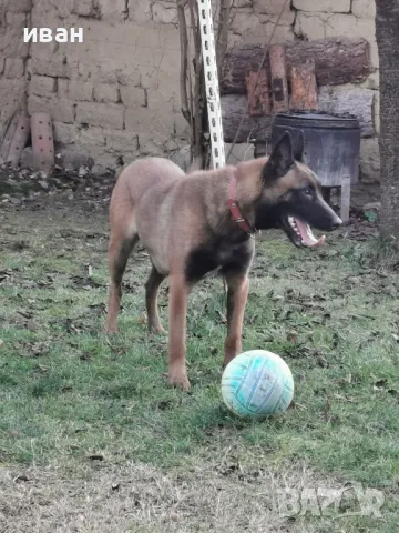 продам белгийски овчарки малиноа , снимка 11 - Белгийска овчарка - 49319194