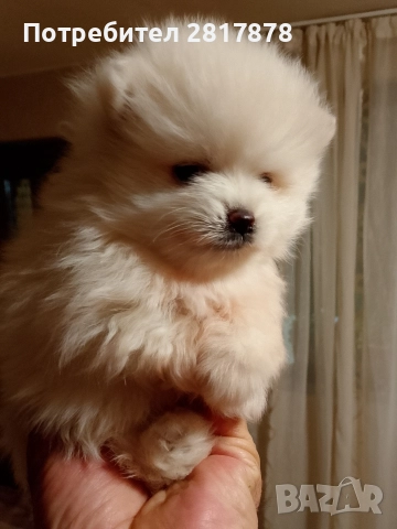 мини Померан на 45 дни , снимка 3 - Померан - 52598736