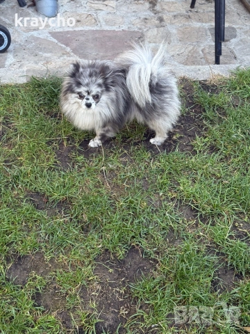 Померан женски, снимка 3 - Померан - 52874192