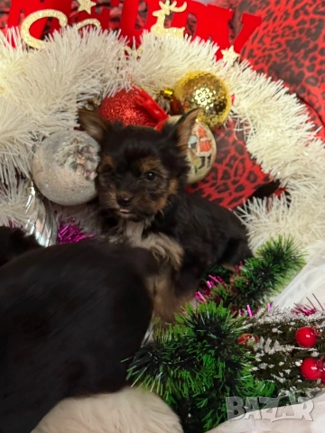 Мини йорки, снимка 4 - Йоркширски териер - 52854416