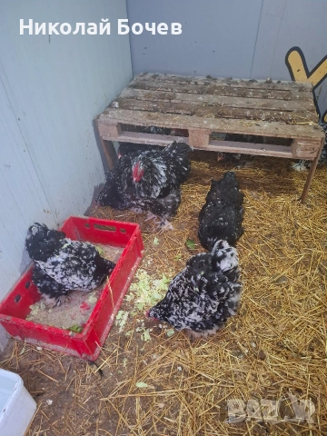 Яица за люпене от Кохен ,Брама,Орпингтон и Копринки, снимка 2 - други­ - 53056688