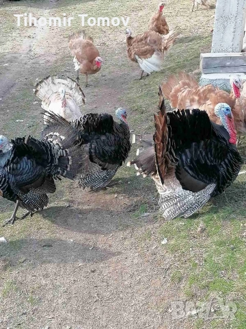 продавам млади домашно гледани пуйки пуяци петли кокошки , снимка 5 - Кокошки и пуйки - 52589751