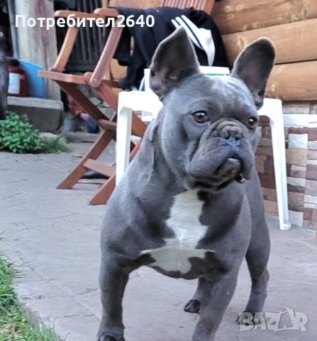 Син френски булдог Blue French bulldog