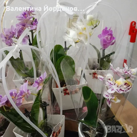 15 септември кашпи с орхидеи и бамбук в торбичка , снимка 2 - Декорация за дома - 56023025