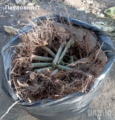 Пънчета и фиданки от пауловния томентоза , снимка 2 - Разсади - 34063631