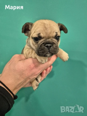 Френски булдог 