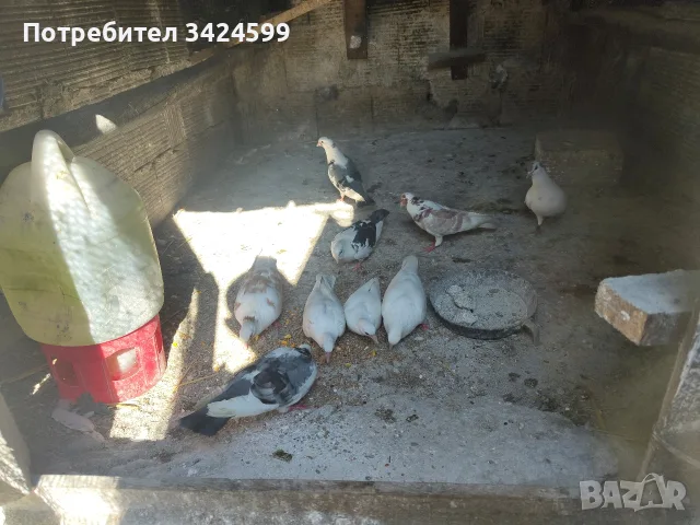 Продавам Гълъби Арабски Смеячи, снимка 3 - Гълъби - 55809880