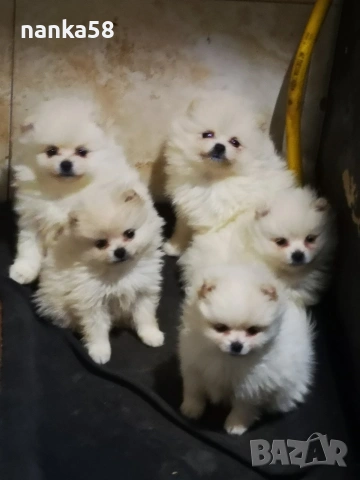 Продавам померани, снимка 2 - Померан - 53073836