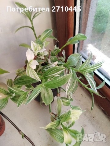 Традесканция - каскадна, снимка 3 - Стайни растения - 48576219