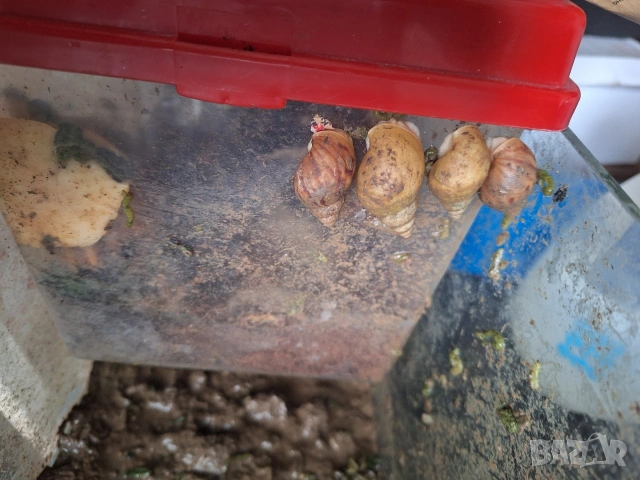 Гигантски африкански охлюви Ахатина, снимка 4 - Терариуми и оборудване - 53221991