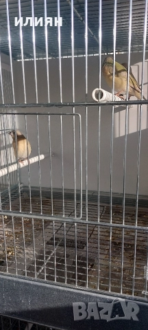 Гулдови амадини